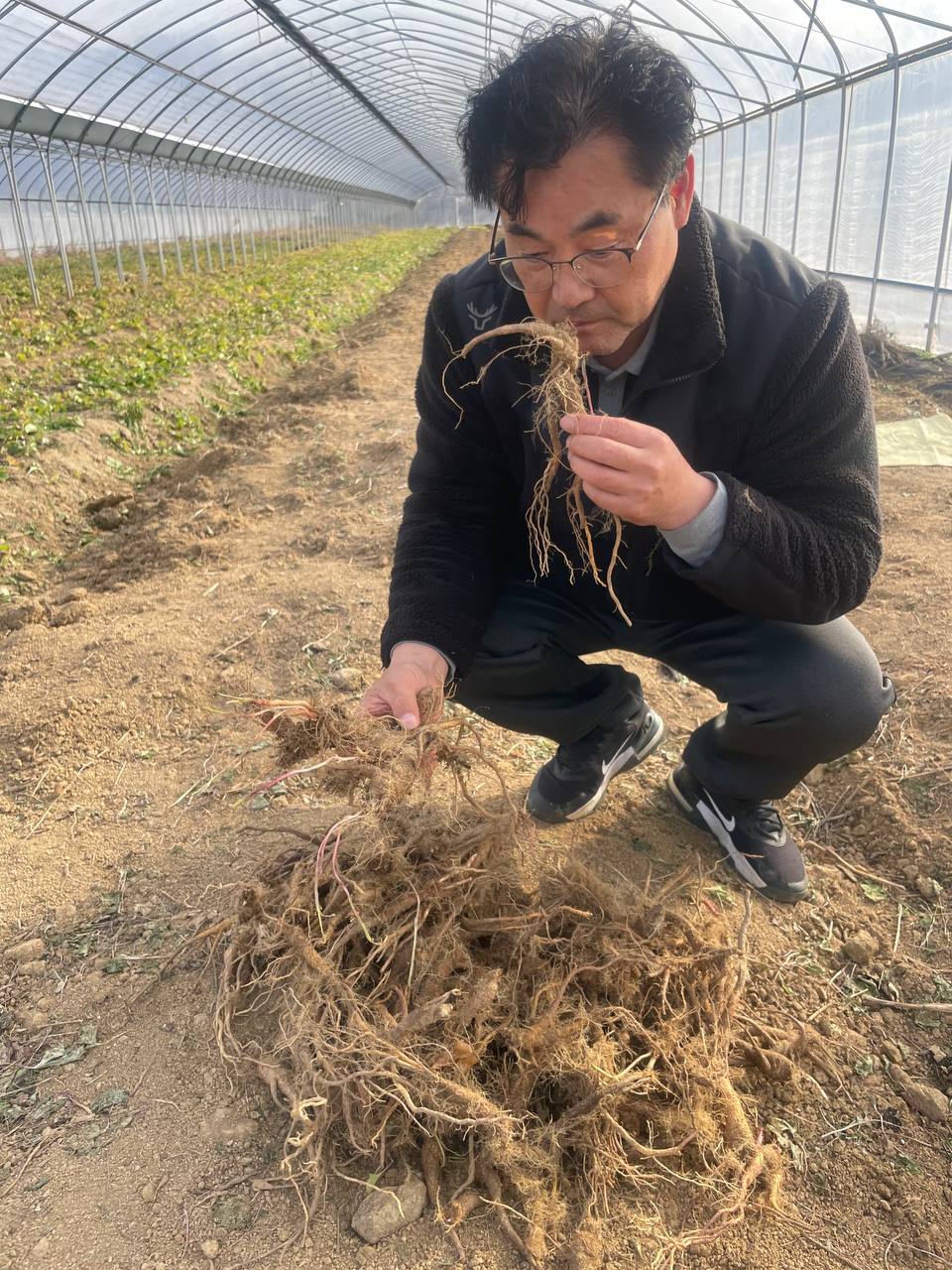 잔대 수확